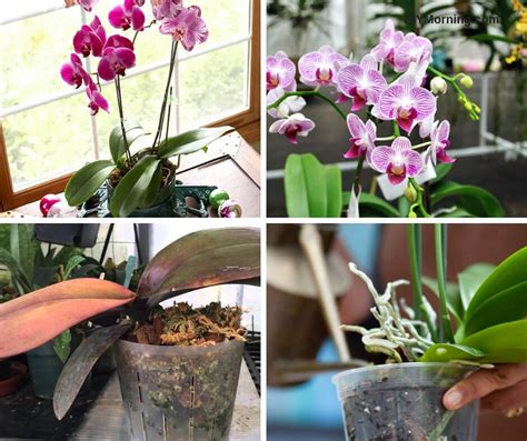  Orchids: A Beginner's Guide to Growing These Exquisite Blooms!